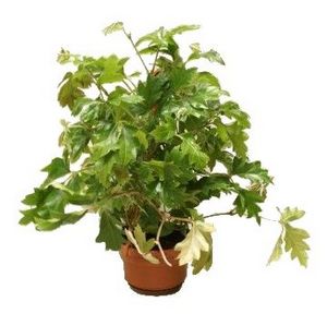 Cissus Oak Ivy